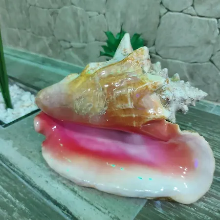 Estrella Sauna Jacuzzi * Alhama de Aragón